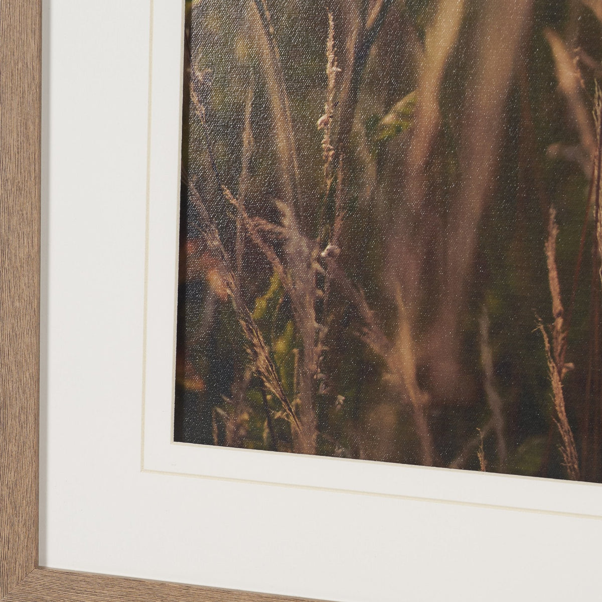 Wild Carrot Flowers by Zaira Zarotti Textured Framed Photo Print Matted under Glass by Mercana at Eve Furniture