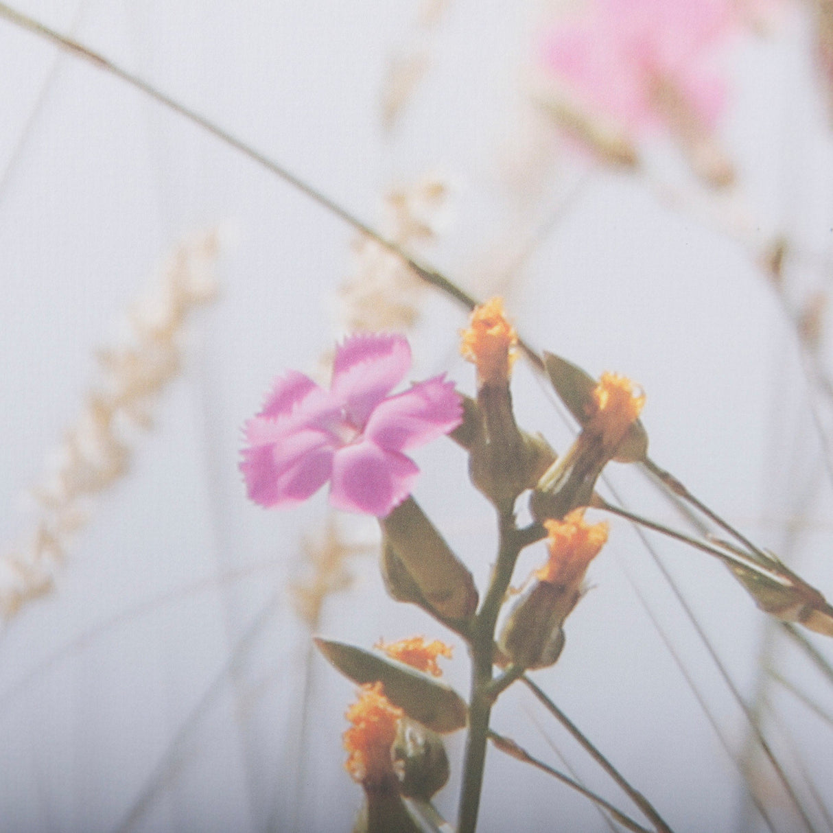 Wildflower Fade - L by Mercana Studio a Framed Photo Art Print Matted under Glass by Mercana at Eve Furniture