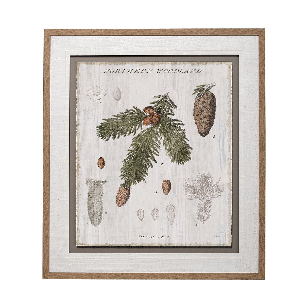 Woodland Chart V by Sue Schlabach a Hand Embellished Textured Framed Art Print Matted under Glass by Mercana at Eve Furniture