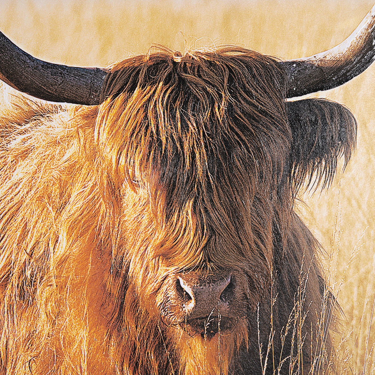 Young and Old Highlander by Mercana Studio Hand Embellished Framed Photo Art Print Matted under Glas by Mercana at Eve Furniture