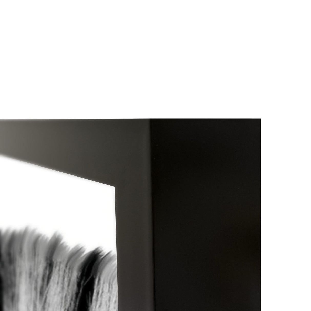 Zebras Black/White Photography 48x72 by Classic Home at Eve Furniture