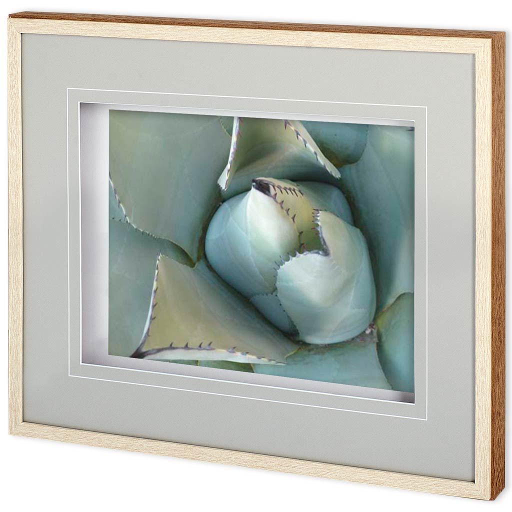 Agave Detail III by Alison Jerry a Framed Photo Art Print Matted under Glass by Mercana at Eve Furniture