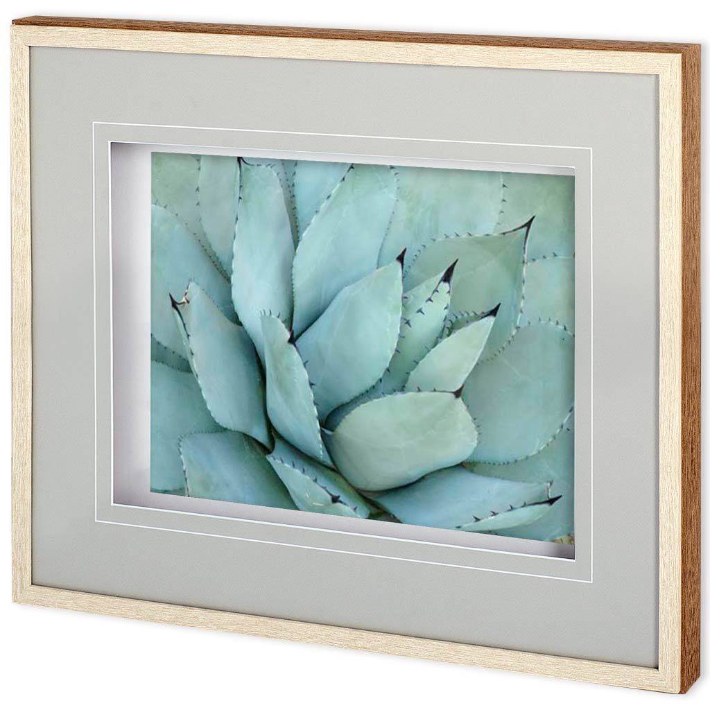 Agave Detail IV by Alison Jerry a Framed Photo Art Print Matted under Glass by Mercana at Eve Furniture