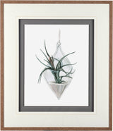Air Plant 2 by Harvey, Brenna a Framed Art Print Matted under Glass by Mercana at Eve Furniture