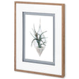 Air Plant 2 by Harvey, Brenna a Framed Art Print Matted under Glass by Mercana at Eve Furniture