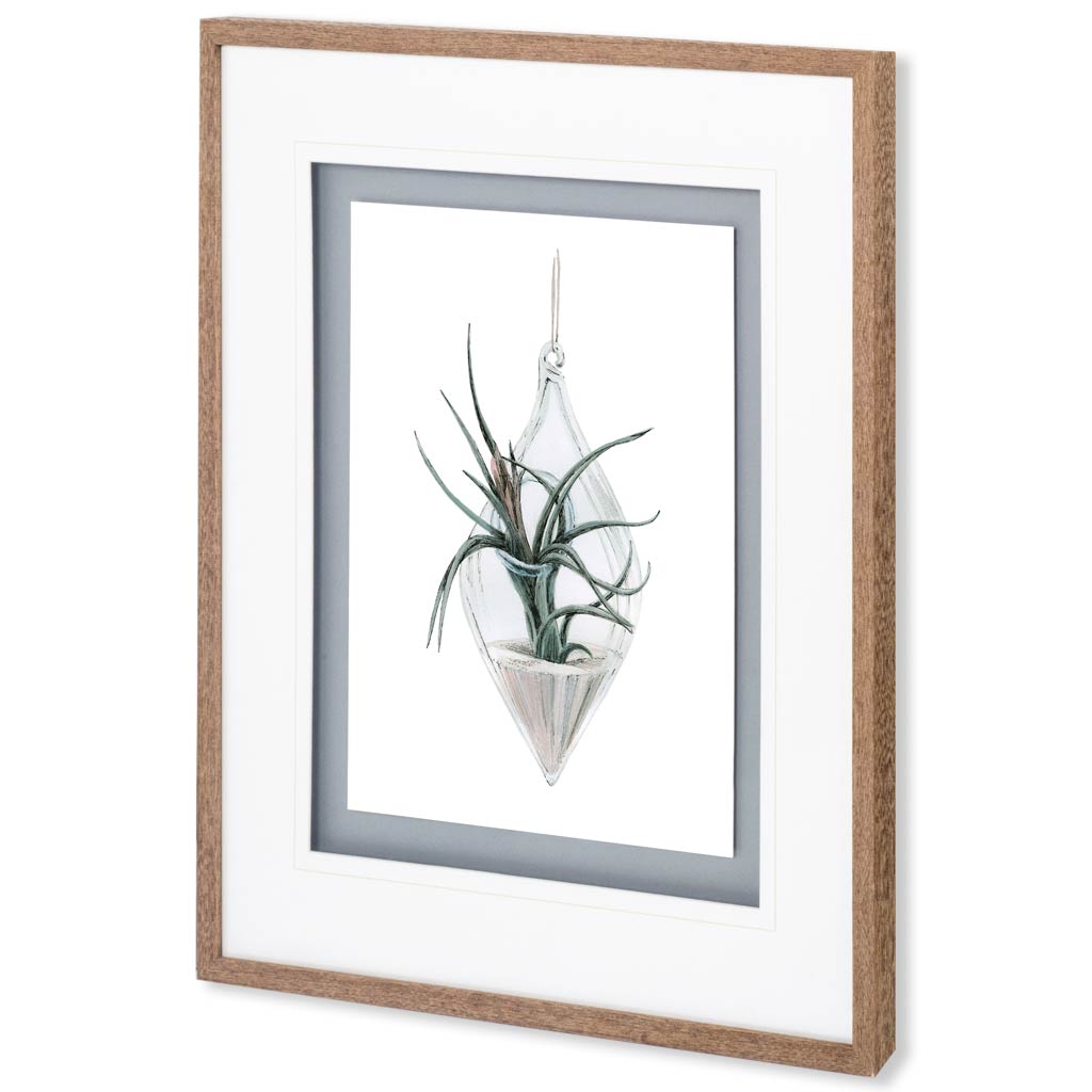 Air Plant 2 by Harvey, Brenna a Framed Art Print Matted under Glass by Mercana at Eve Furniture