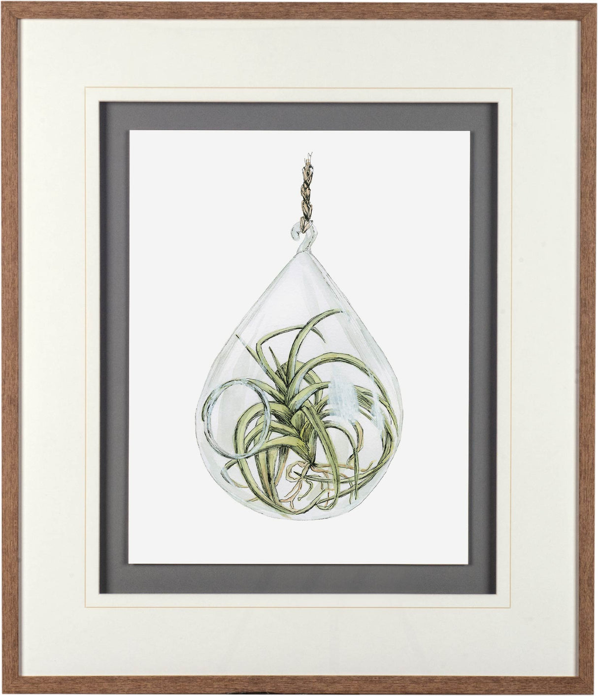 Air Plant 3 by Harvey, Brenna a Framed Art Print Matted under Glass by Mercana at Eve Furniture