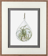 Air Plant 3 by Harvey, Brenna a Framed Art Print Matted under Glass by Mercana at Eve Furniture