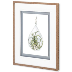 Air Plant 3 by Harvey, Brenna a Framed Art Print Matted under Glass by Mercana at Eve Furniture