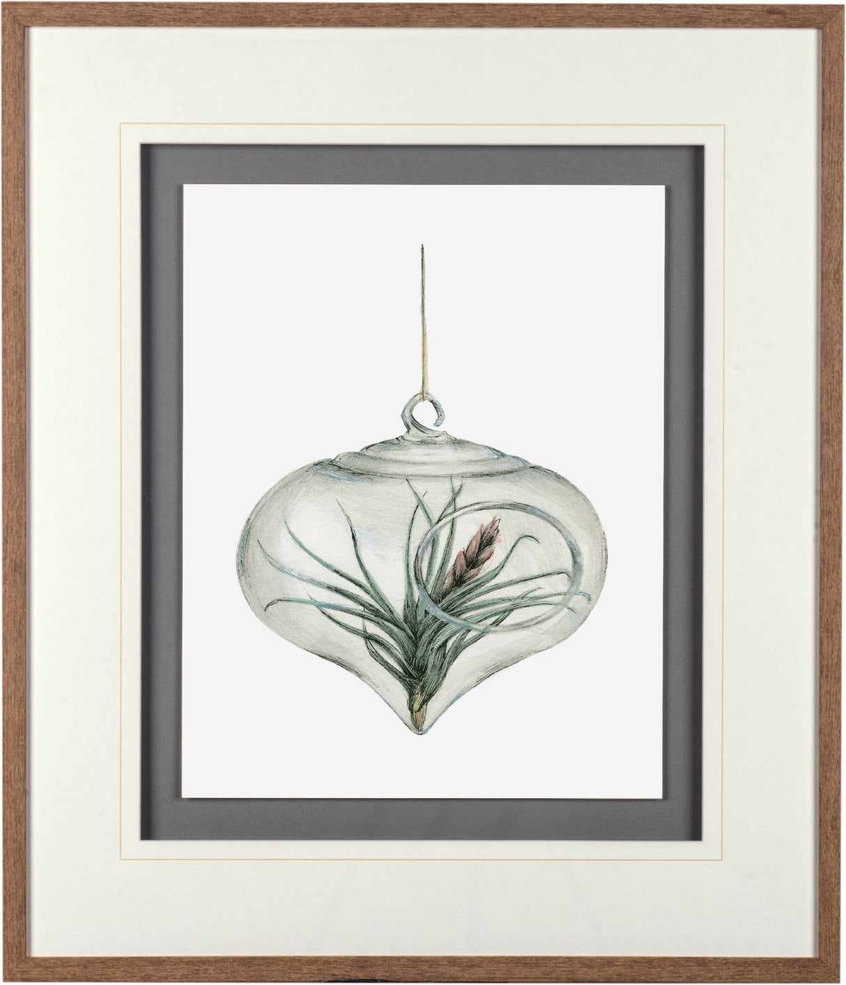 Air Plant 4 by Harvey, Brenna a Framed Art Print Matted under Glass by Mercana at Eve Furniture