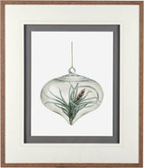 Air Plant 4 by Harvey, Brenna a Framed Art Print Matted under Glass by Mercana at Eve Furniture