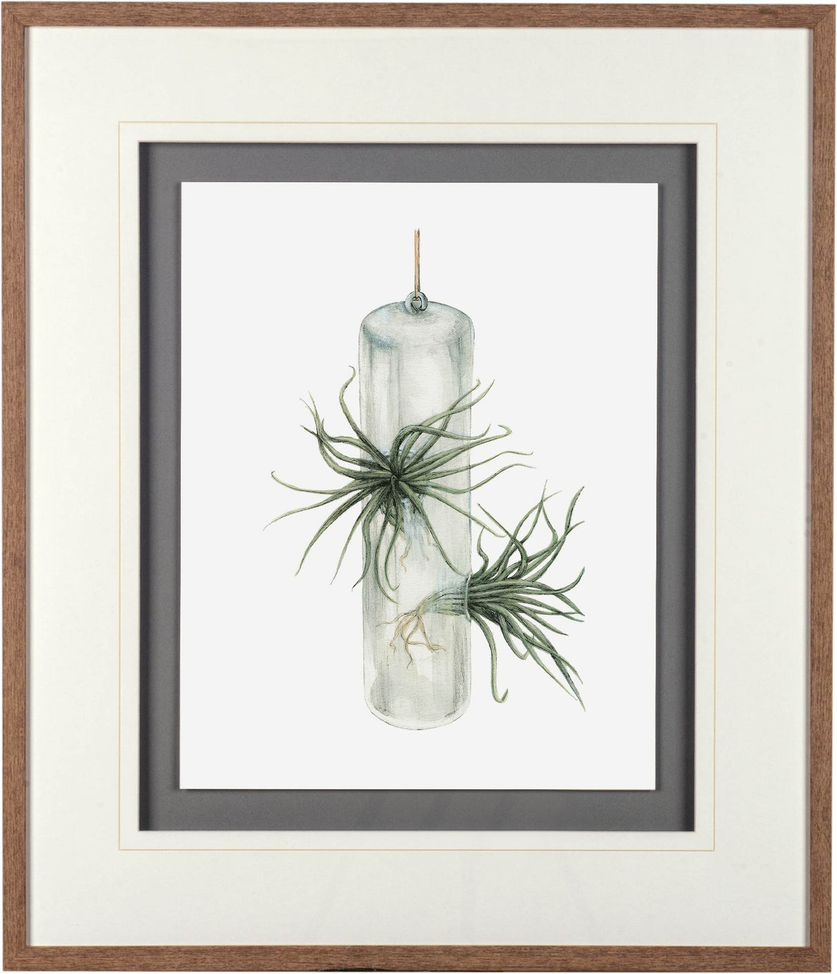 Air Plant 5 by Harvey, Brenna a Framed Art Print Matted under Glass by Mercana at Eve Furniture