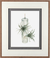 Air Plant 5 by Harvey, Brenna a Framed Art Print Matted under Glass by Mercana at Eve Furniture