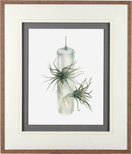 Air Plant 5 by Harvey, Brenna a Framed Art Print Matted under Glass by Mercana at Eve Furniture