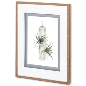 Air Plant 5 by Harvey, Brenna a Framed Art Print Matted under Glass by Mercana at Eve Furniture