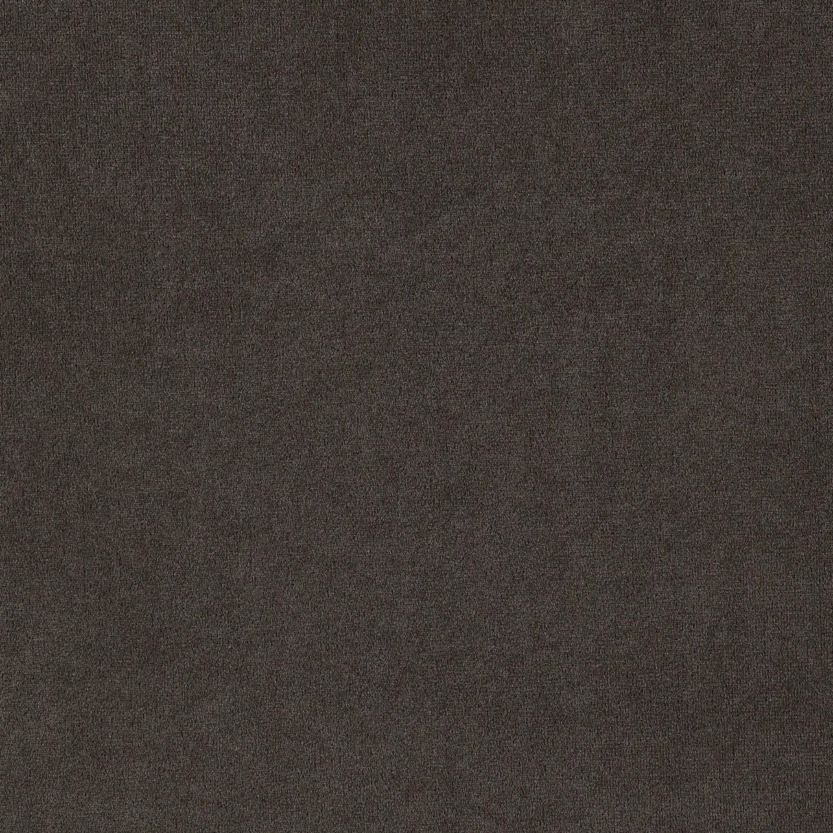 Alana Upholstered Tufted Arm Chair with Nailhead Trim by Coaster at Eve Furniture