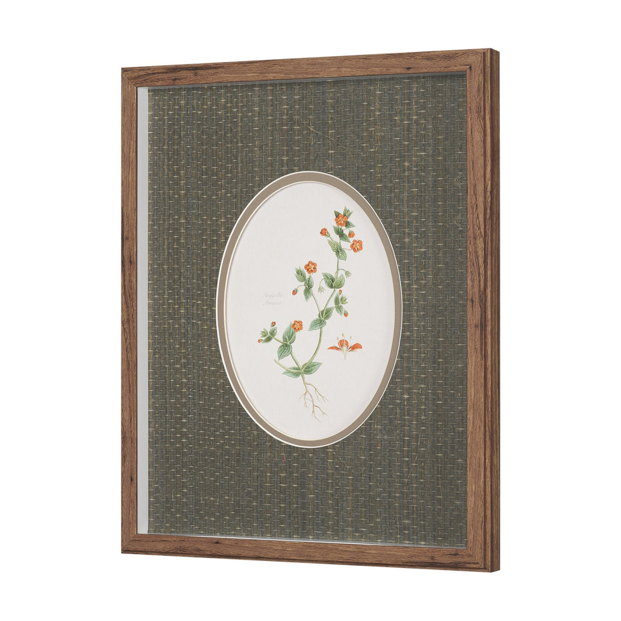 Anagallis Arvensis Flowers by Pierre Joseph Redoute a Hand Embellished Framed Print under Glass by Mercana at Eve Furniture