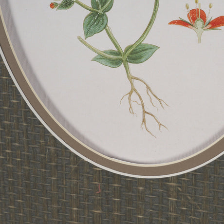 Anagallis Arvensis Flowers by Pierre Joseph Redoute a Hand Embellished Framed Print under Glass by Mercana at Eve Furniture