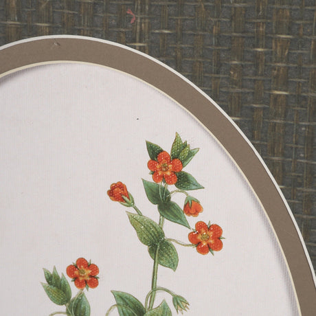 Anagallis Arvensis Flowers by Pierre Joseph Redoute a Hand Embellished Framed Print under Glass by Mercana at Eve Furniture