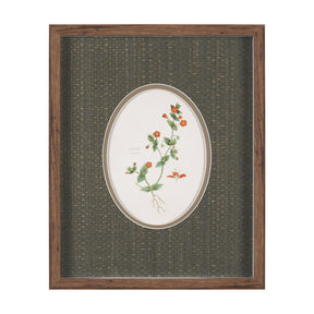 Anagallis Arvensis Flowers by Pierre Joseph Redoute a Hand Embellished Framed Print under Glass by Mercana at Eve Furniture