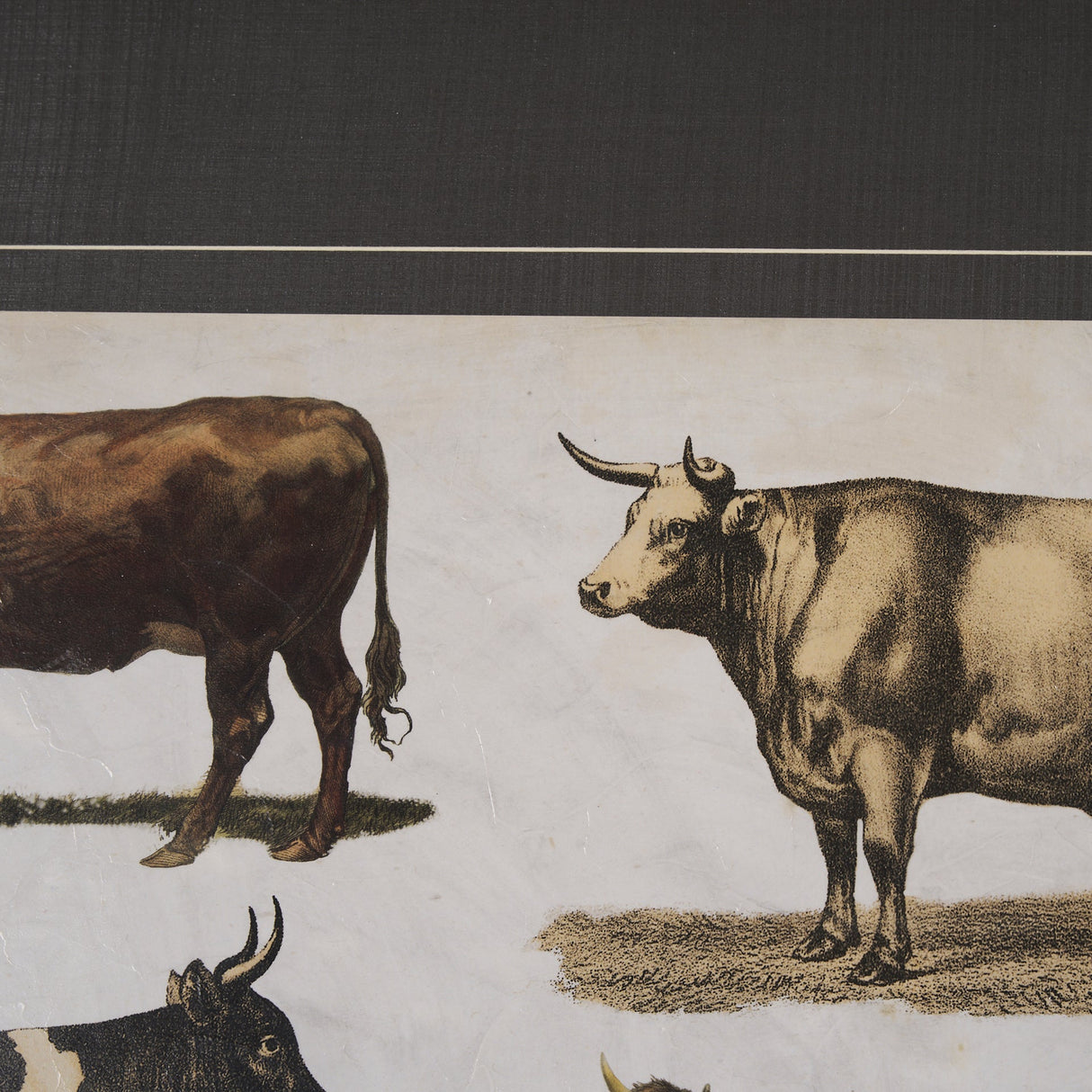 Antique Cow Chart by Mercana Studio a Framed Art Print Matted under Glass by Mercana at Eve Furniture