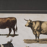 Antique Cow Chart by Mercana Studio a Framed Art Print Matted under Glass by Mercana at Eve Furniture
