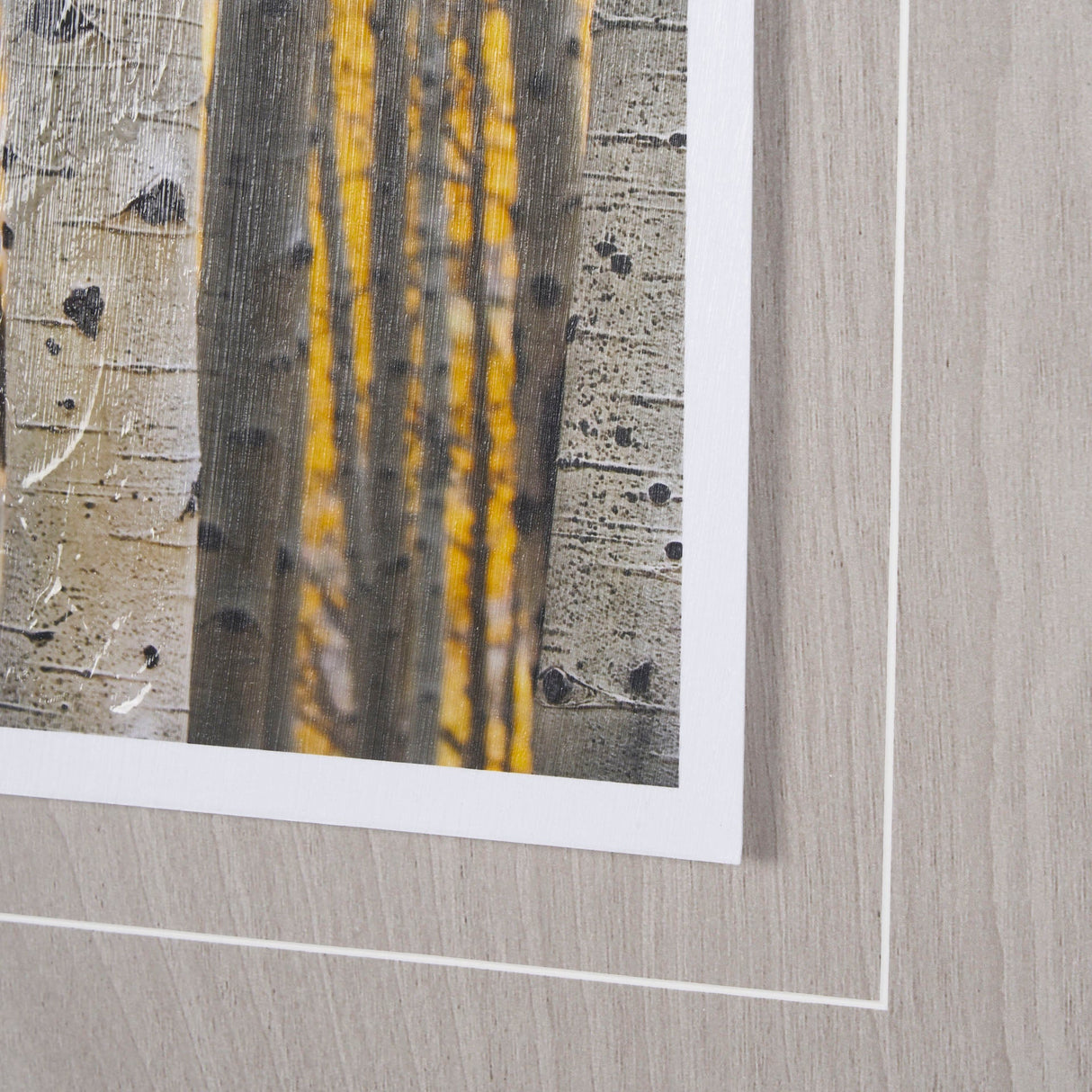 Aspen Trees 3 by Jamie Cook a Hand Embelished Textured Framed Photo Art Print Matted under Glass by Mercana at Eve Furniture
