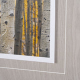 Aspen Trees 3 by Jamie Cook a Hand Embelished Textured Framed Photo Art Print Matted under Glass by Mercana at Eve Furniture