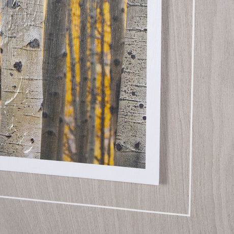 Aspen Trees 3 by Jamie Cook a Hand Embelished Textured Framed Photo Art Print Matted under Glass by Mercana at Eve Furniture