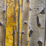 Aspen Trees 3 by Jamie Cook a Hand Embelished Textured Framed Photo Art Print Matted under Glass by Mercana at Eve Furniture