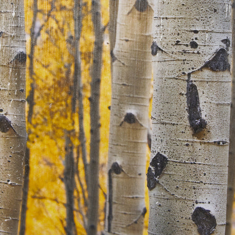 Aspen Trees 3 by Jamie Cook a Hand Embelished Textured Framed Photo Art Print Matted under Glass by Mercana at Eve Furniture