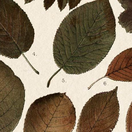 Autumnal Leaves II by Vision Studio a Framed Art Print Matted under Glass by Mercana at Eve Furniture