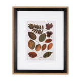 Autumnal Leaves II by Vision Studio a Framed Art Print Matted under Glass by Mercana at Eve Furniture