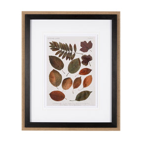 Autumnal Leaves II by Vision Studio a Framed Art Print Matted under Glass by Mercana at Eve Furniture