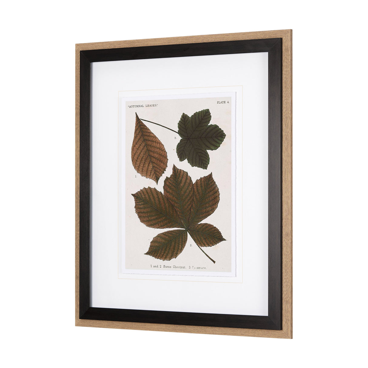 Autumnal Leaves III by Vision Studio a Framed Art Print Matted under Glass by Mercana at Eve Furniture