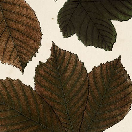 Autumnal Leaves III by Vision Studio a Framed Art Print Matted under Glass by Mercana at Eve Furniture