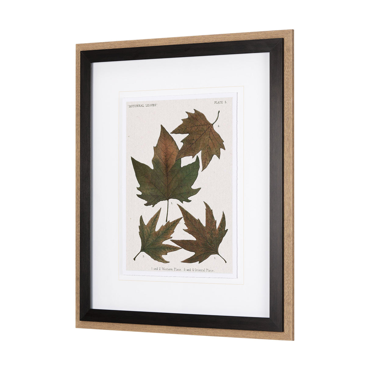 Autumnal Leaves IV by Vision Studio a Framed Art Print Matted under Glass by Mercana at Eve Furniture