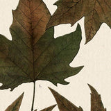 Autumnal Leaves IV by Vision Studio a Framed Art Print Matted under Glass by Mercana at Eve Furniture