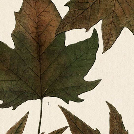 Autumnal Leaves IV by Vision Studio a Framed Art Print Matted under Glass by Mercana at Eve Furniture