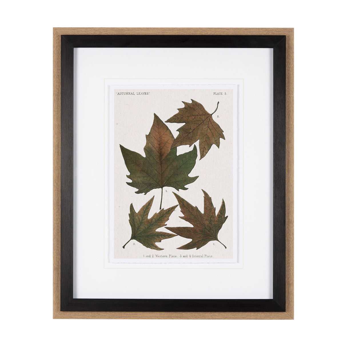 Autumnal Leaves IV by Vision Studio a Framed Art Print Matted under Glass by Mercana at Eve Furniture