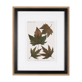 Autumnal Leaves IV by Vision Studio a Framed Art Print Matted under Glass by Mercana at Eve Furniture