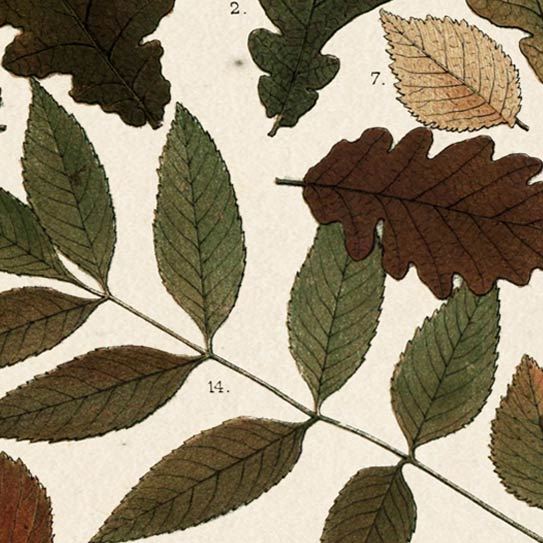 Autumnal Leaves V by Vision Studio a Framed Art Print Matted under Glass by Mercana at Eve Furniture