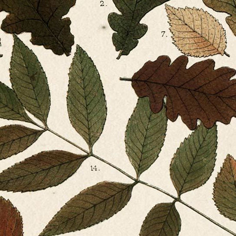 Autumnal Leaves V by Vision Studio a Framed Art Print Matted under Glass by Mercana at Eve Furniture