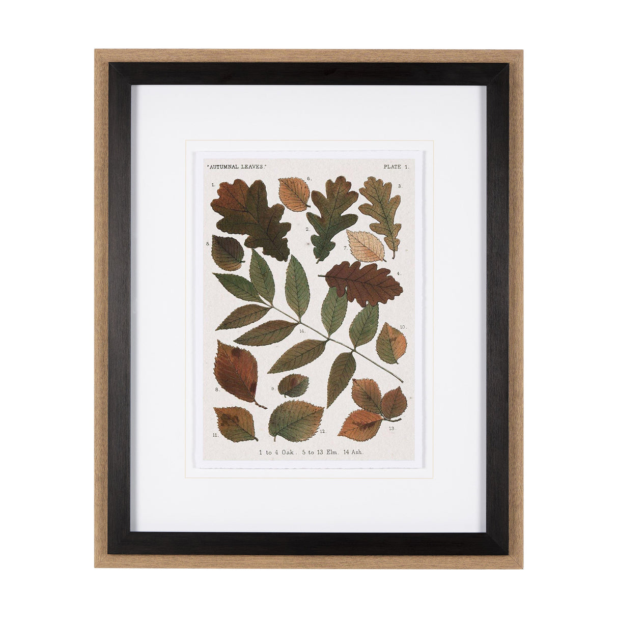 Autumnal Leaves V by Vision Studio a Framed Art Print Matted under Glass by Mercana at Eve Furniture