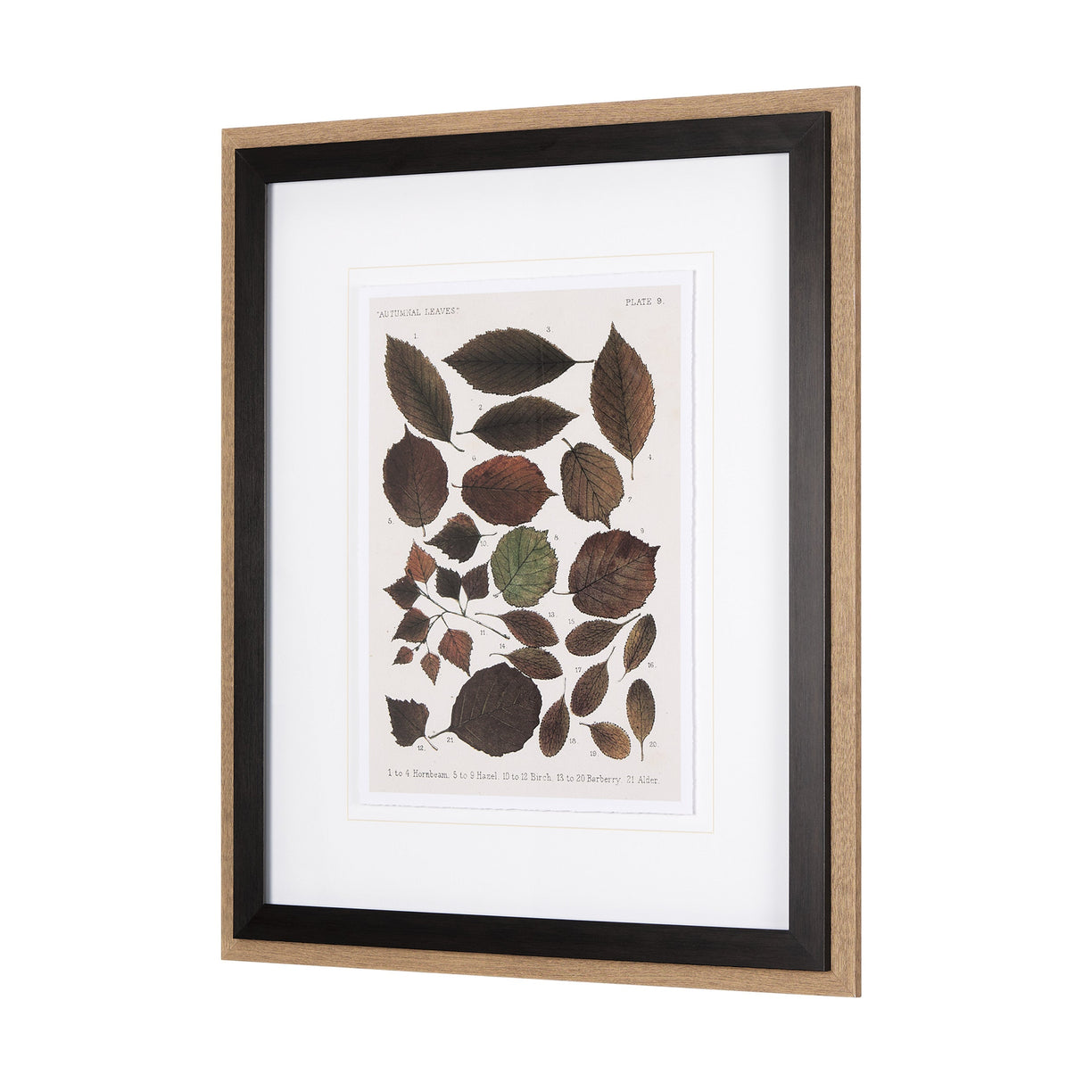 Autumnal Leaves VI by Vision Studio a Framed Art Print Matted under Glass by Mercana at Eve Furniture