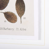 Autumnal Leaves VI by Vision Studio a Framed Art Print Matted under Glass by Mercana at Eve Furniture