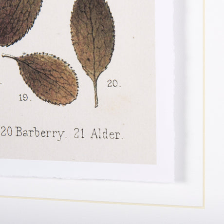 Autumnal Leaves VI by Vision Studio a Framed Art Print Matted under Glass by Mercana at Eve Furniture