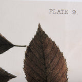 Autumnal Leaves VI by Vision Studio a Framed Art Print Matted under Glass by Mercana at Eve Furniture