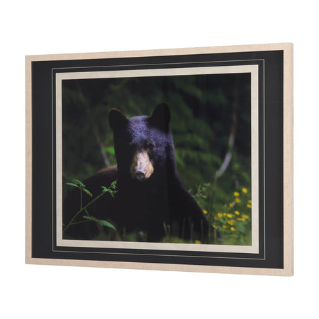 Bear by Chad Mackay a Framed Photo Art Print Matted under Glass by Mercana at Eve Furniture
