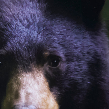 Bear by Chad Mackay a Framed Photo Art Print Matted under Glass by Mercana at Eve Furniture